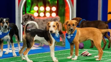 2024 Puppy Bowl: Betting on the Dogs Takes On New Meaning